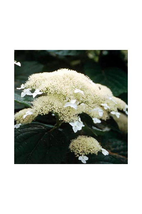 Hortensja drzewiasta 'White Dome' | Hydrangea arborescens
