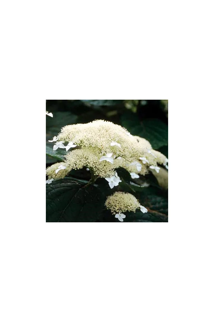 Hortensja drzewiasta 'White Dome' | Hydrangea arborescens