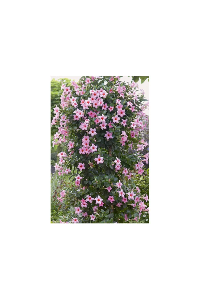 Sundaville 'Cream Pink' | Sundaville