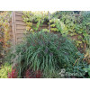 Rozplenica japońska 'Red Head' | Pennisetum alopecuroides