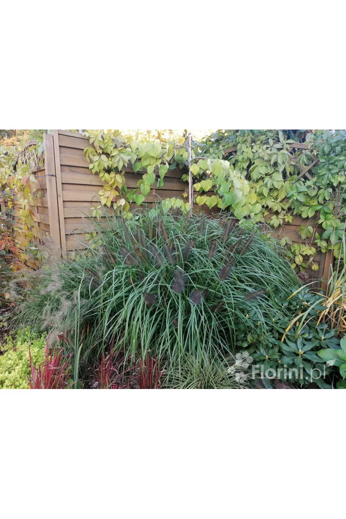 Rozplenica japońska 'Red Head' | Pennisetum alopecuroides