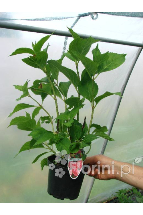 Hortensja ogrodowa 'Deutschland' Hydrangea macrophylla