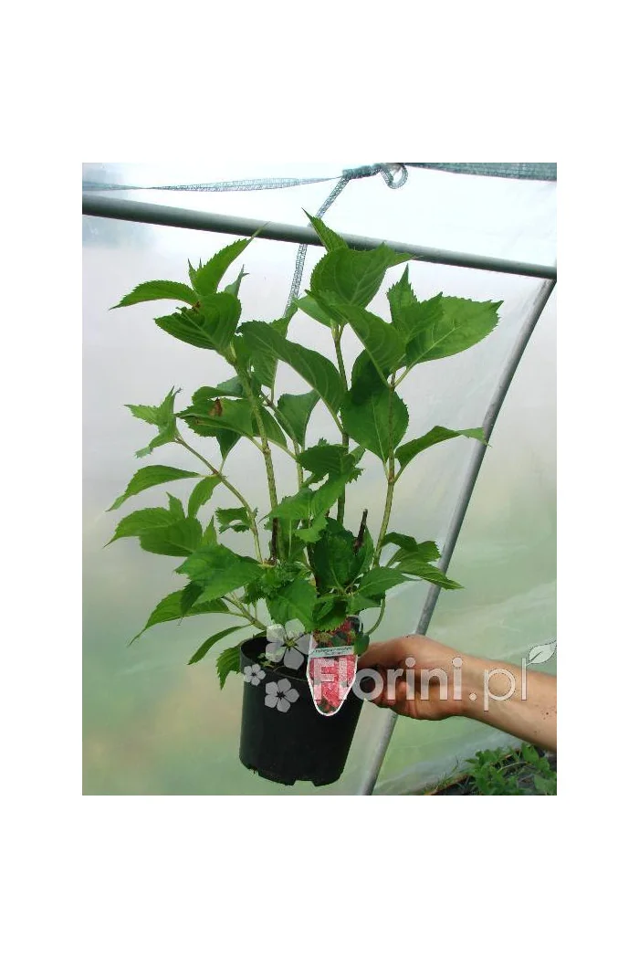 Hortensja ogrodowa 'Deutschland' Hydrangea macrophylla