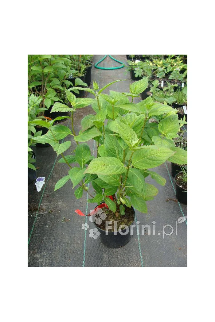 Hortensja ogrodowa 'Nikko Blue' | Hydrangea macrophylla