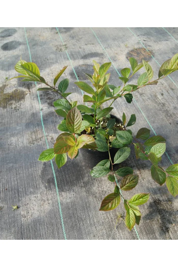 Itea amerykańska 'Henry's Garnet' Itea virgnica