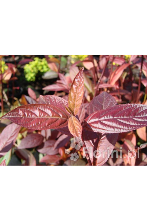 Itea amerykańska 'Henry's Garnet' Itea virgnica