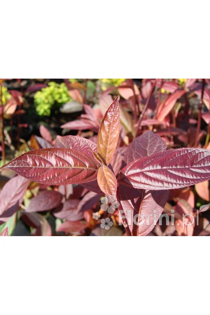 Itea amerykańska 'Henry's Garnet' Itea virgnica