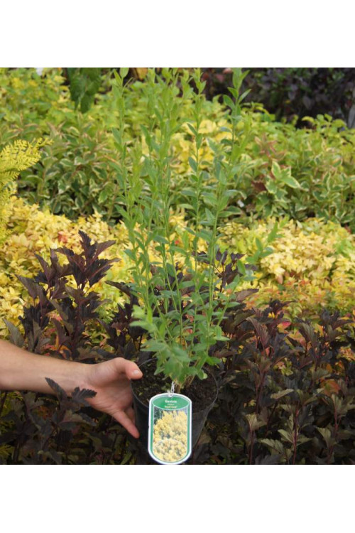 Janowiec barwierski 'Royal Gold' Genista tinctoria