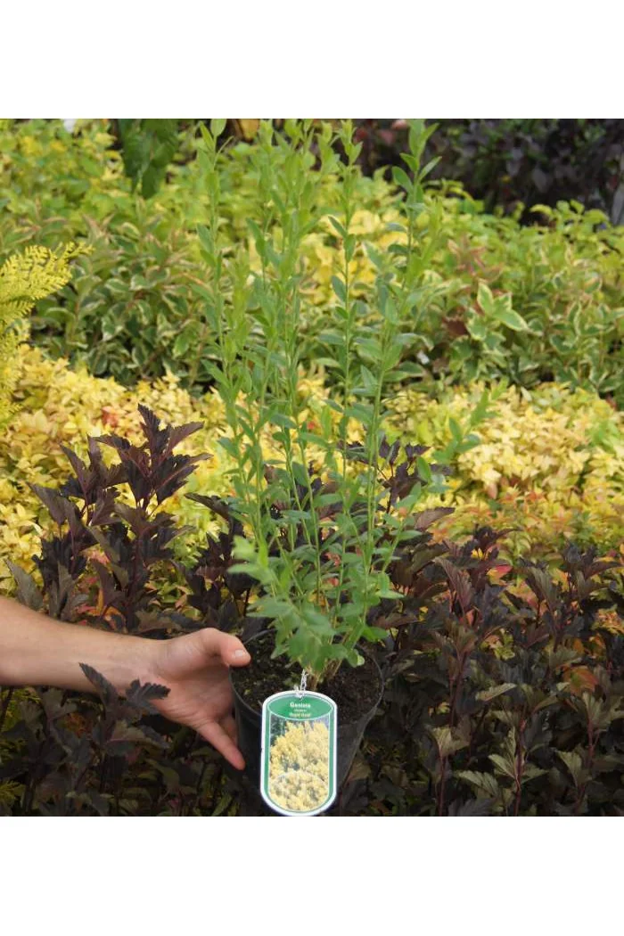 Janowiec barwierski 'Royal Gold' Genista tinctoria