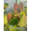 Judaszowiec kanadyjski | Cercis canadensis