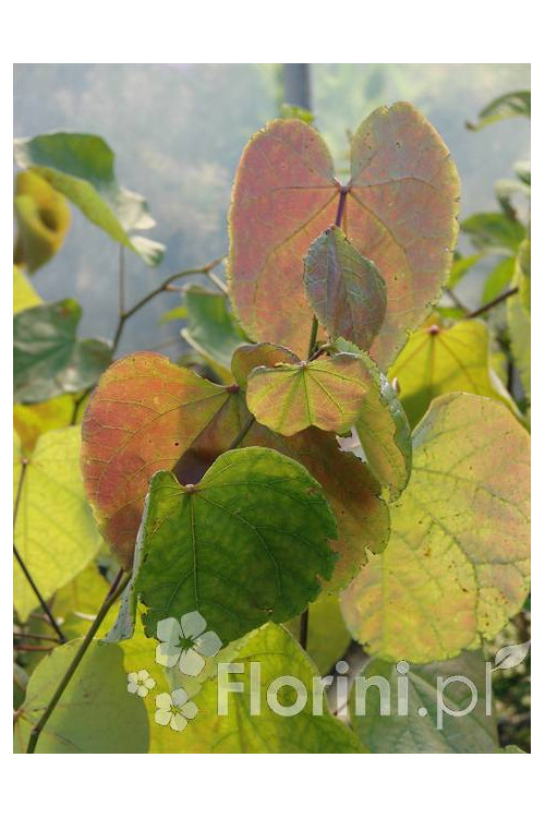 Judaszowiec kanadyjski | Cercis canadensis
