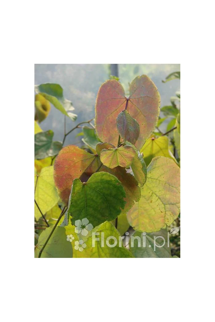 Judaszowiec kanadyjski | Cercis canadensis