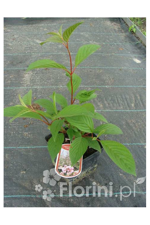 Kalina bodnantska 'Charles Lamont' | Viburnum bodnantense