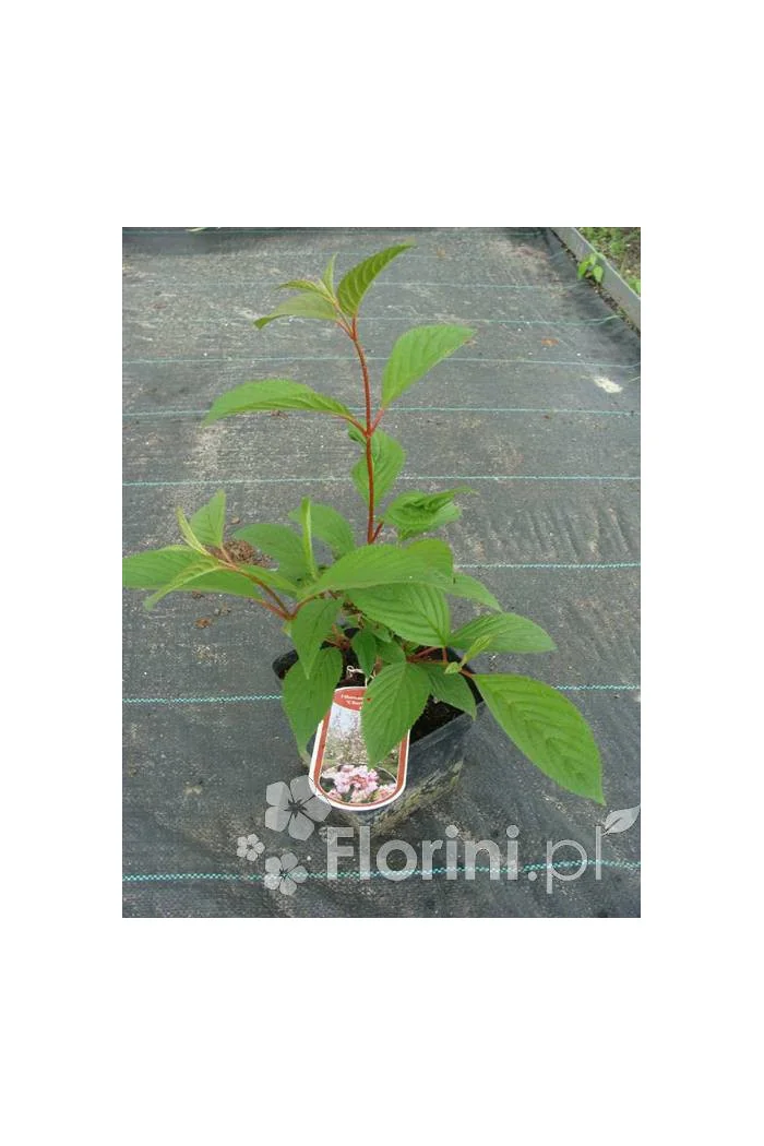 Kalina bodnantska 'Charles Lamont' | Viburnum bodnantense