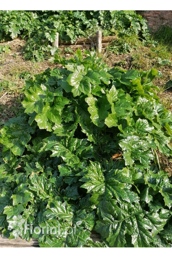 Akant Acanthus mollis