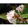 Kalina bodnantska 'Charles Lamont' | Viburnum bodnantense