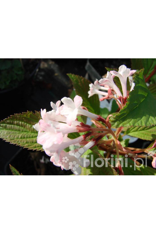 Kalina bodnantska 'Charles Lamont' | Viburnum bodnantense