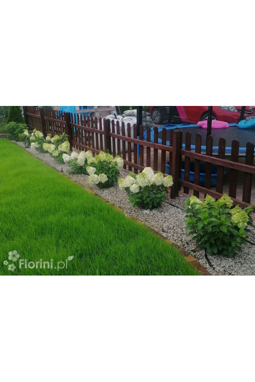 Hortensja bukietowa 'Mont Blanc'| Hydrangea paniculata