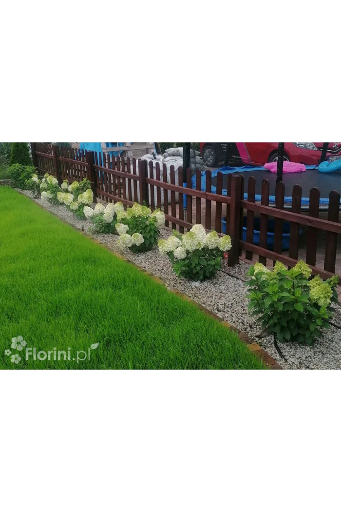 Hortensja bukietowa 'Mont Blanc'| Hydrangea paniculata