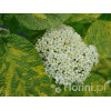Kalina hordowina 'Aureovariegata' Viburnum lantana