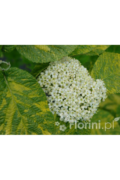 Kalina hordowina 'Aureovariegata' Viburnum lantana
