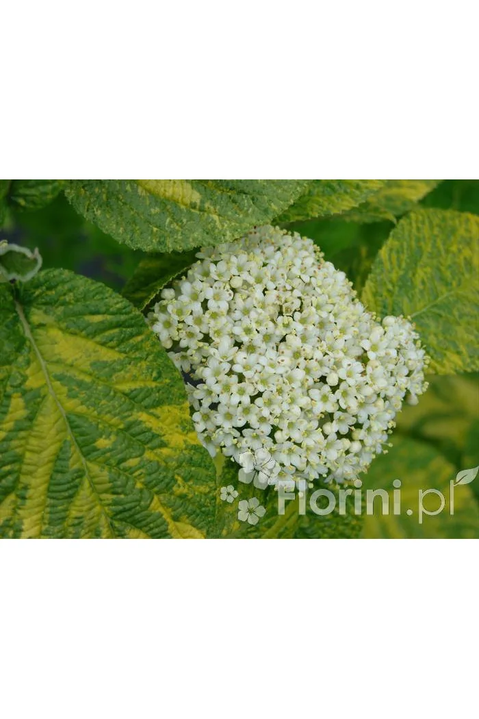 Kalina hordowina 'Aureovariegata' Viburnum lantana
