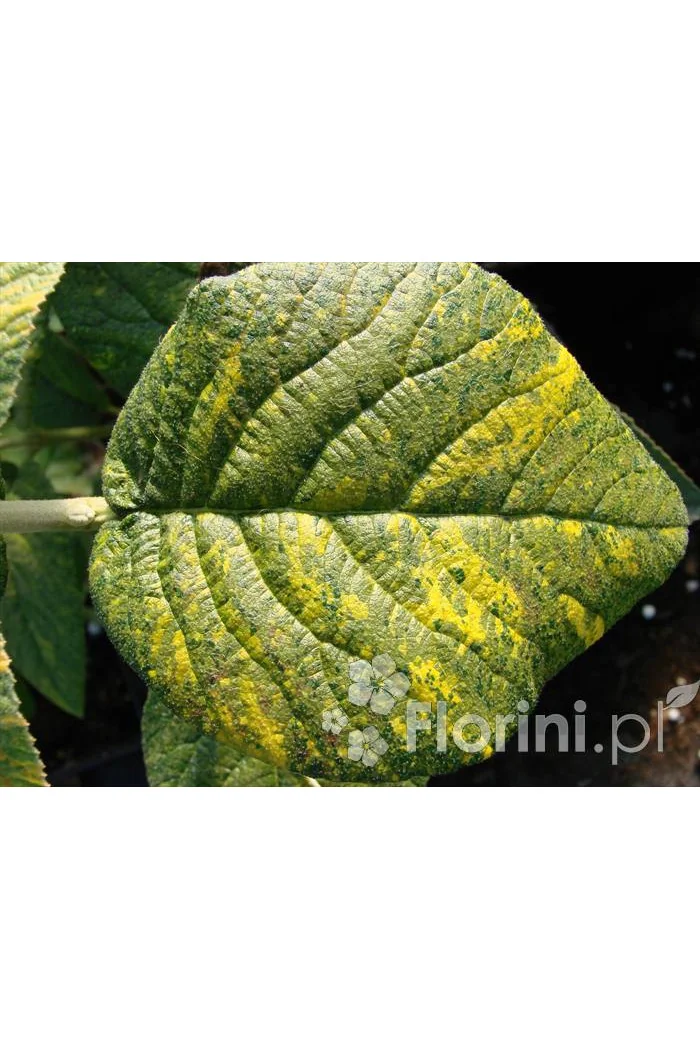 Kalina hordowina 'Aureovariegata' Viburnum lantana