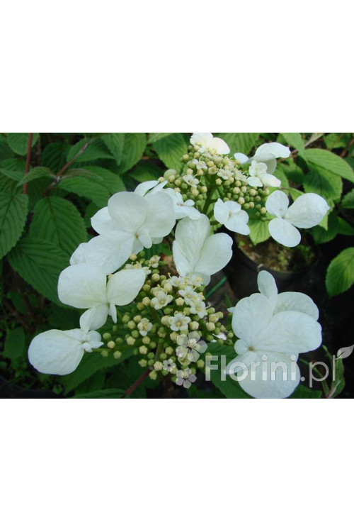 Kalina japońska forma omszona | Viburnum plicatum f tomentosum