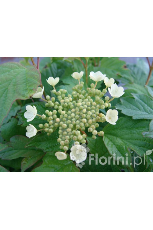 Kalina koralowa 'Nanum' Viburnum opulus