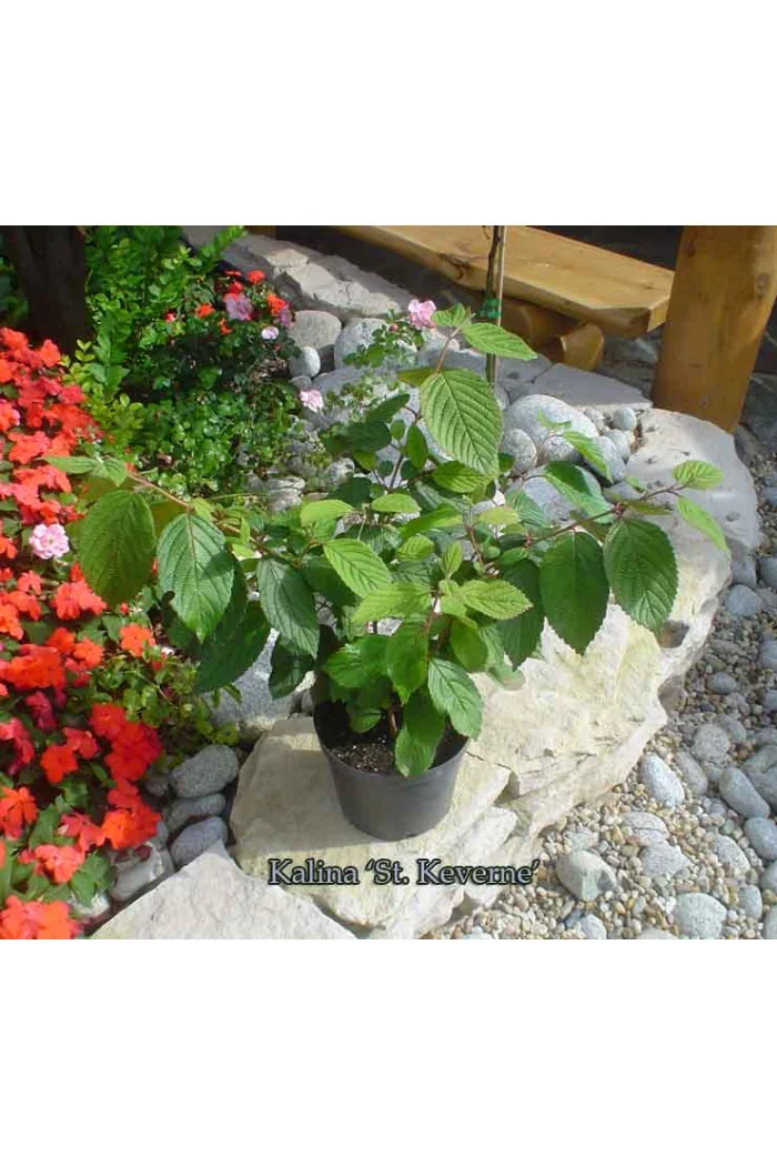 Kalina pagodowa 'St. Keverne' | Viburnum plicatum