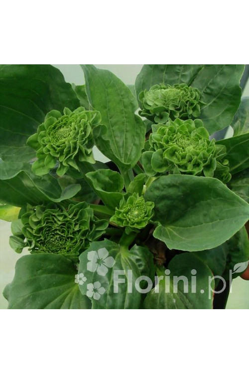 Babka zwyczajna 'Rosularis' Plantago major