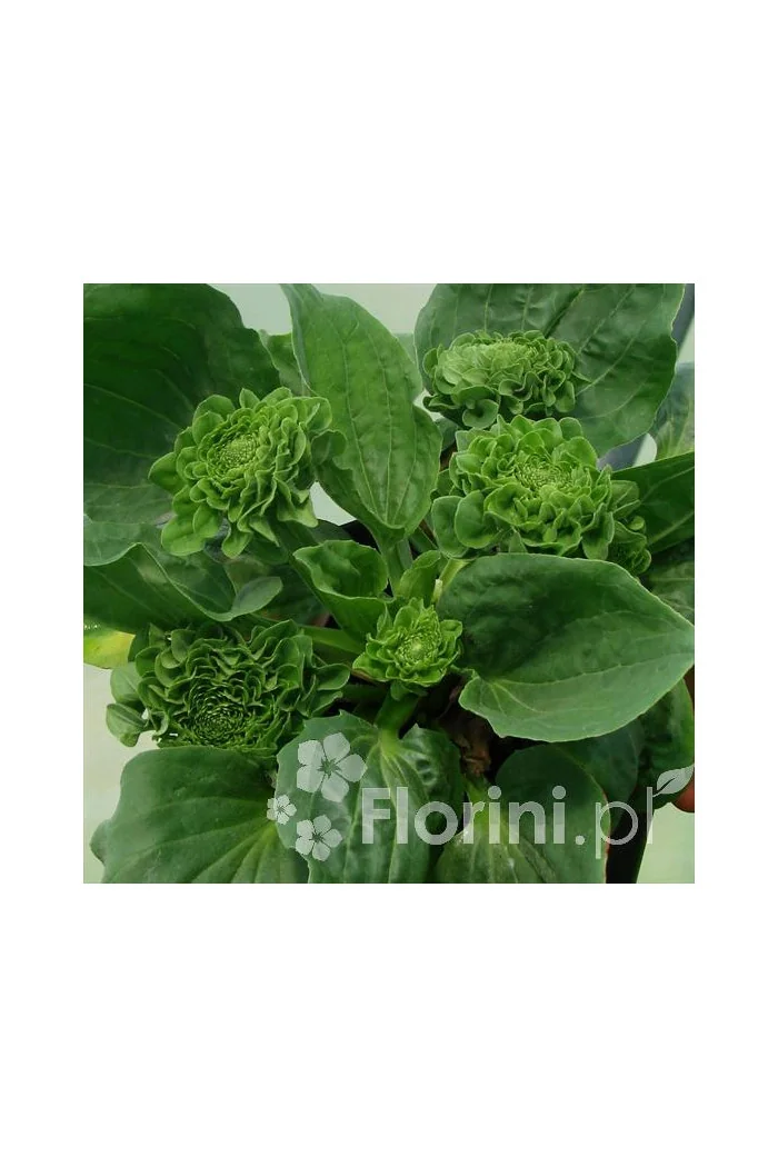 Babka zwyczajna 'Rosularis' Plantago major