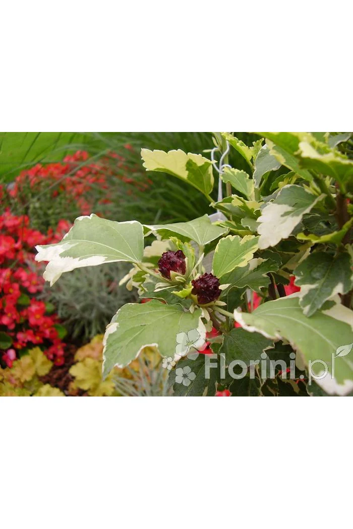 Ketmia syryjska - Hibiskus 'Purpureus Vatiegatus' Hibiscus syriacus