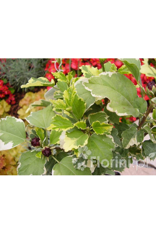 Ketmia syryjska - Hibiskus 'Purpureus Vatiegatus' Hibiscus syriacus