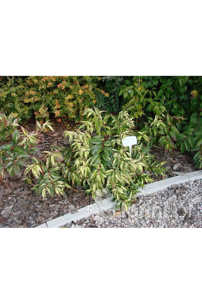 Kiścień 'Rainbow' | Leucothoe