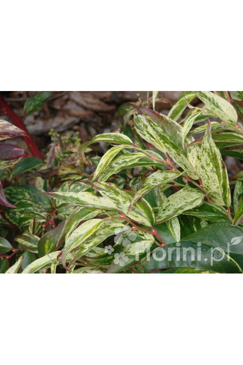 Kiścień 'Rainbow' | Leucothoe