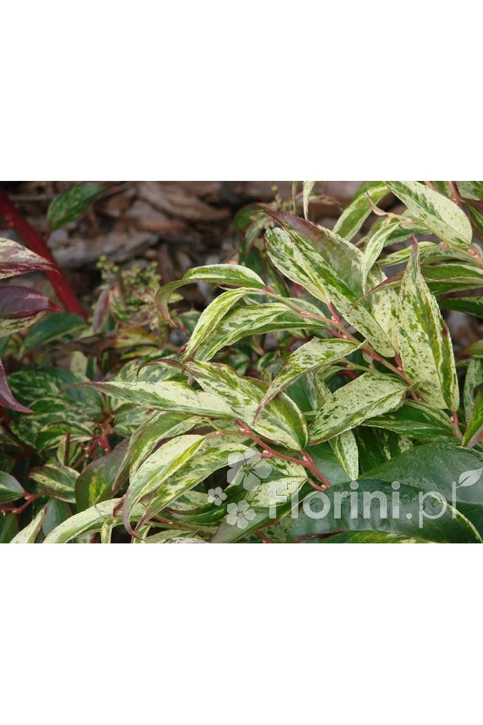 Kiścień 'Rainbow' | Leucothoe