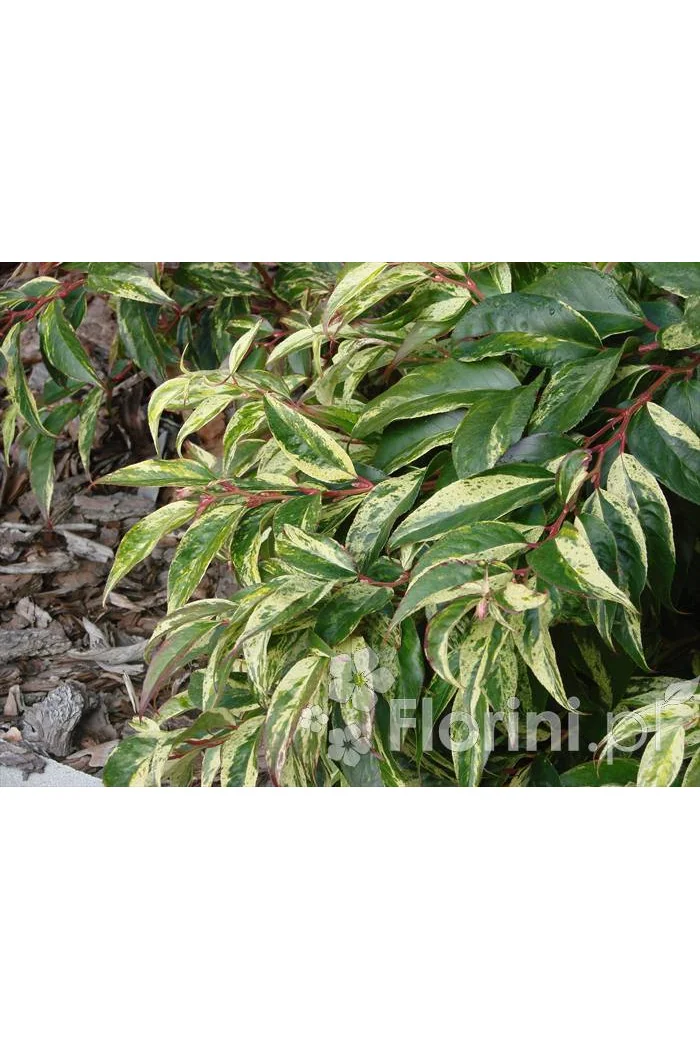 Kiścień 'Rainbow' | Leucothoe