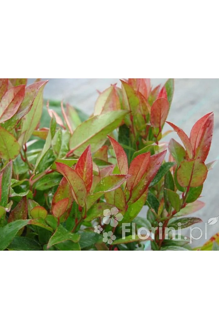 Kiścień 'Zeblid' | Leucothoe fontanesiana