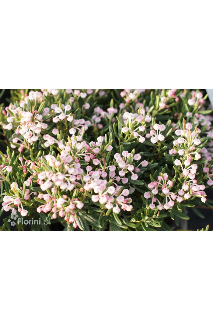 Modrzewnica pospolita 'Blue Ice' | Andromeda polifolia