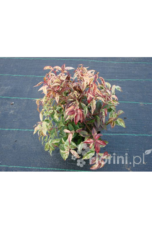 Kiścień wawrzynowy 'Makijaż' | Leucothoe fontanesiana