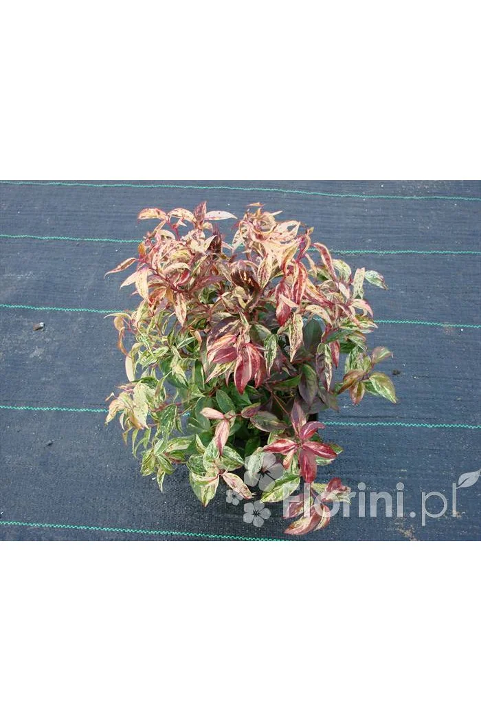 Kiścień wawrzynowy 'Makijaż' | Leucothoe fontanesiana