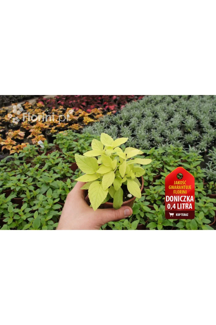 Szałwia 'Golden Delicious' Salvia elegans