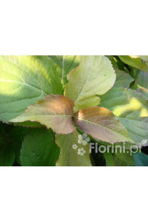 Krzewuszka cudowna 'Cappucino' | Weigela florida