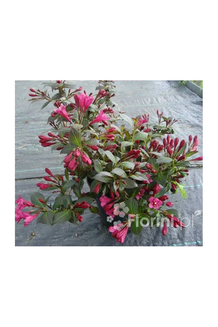 Krzewuszka cudowna 'Minor Black' | Weigela florida