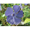 Barwinek większy 'Variegata' Vinca major