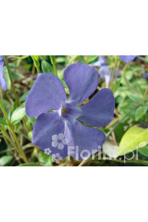 Barwinek większy 'Variegata' Vinca major