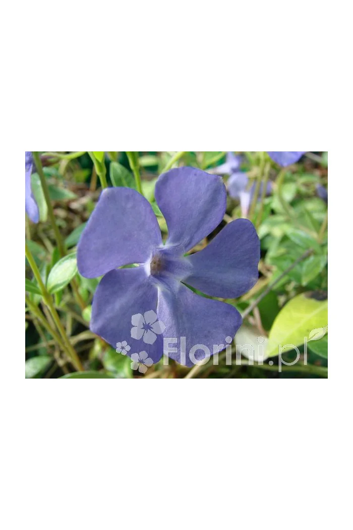 Barwinek większy 'Variegata' Vinca major