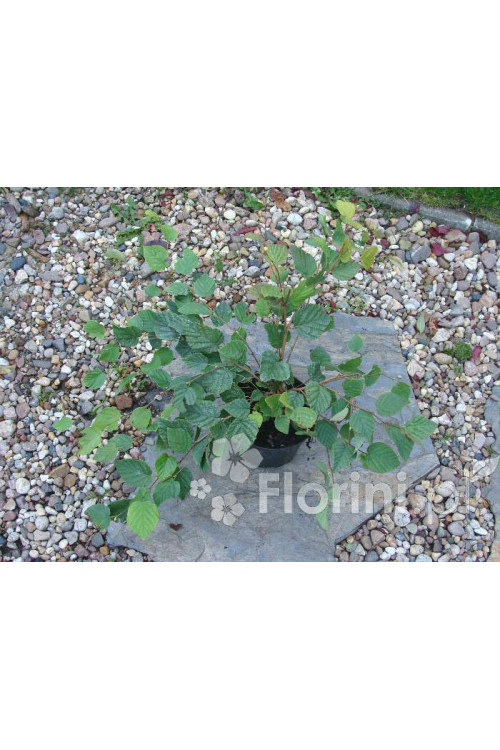 Leszczynowiec skąpokwiatowy | Corylopsis pauciflora