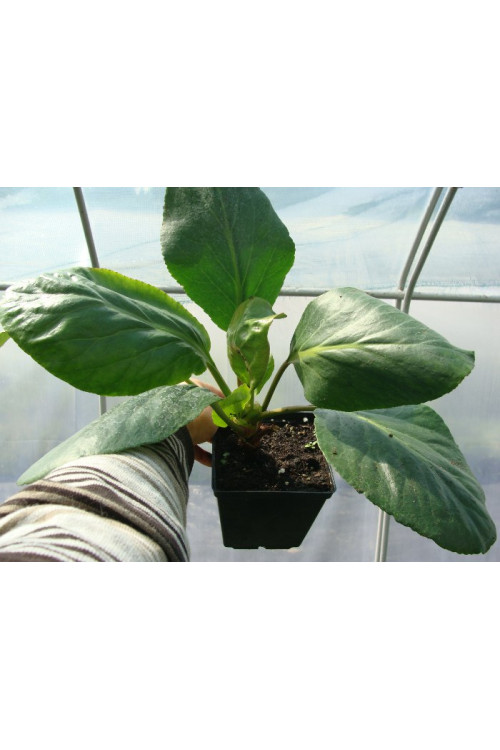 Bergenia sercolistna 'Silberlicht' Bergenia cordifolia